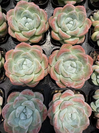 多肉植物 ひょうぎょく 50株セット 2.5号鉢 品番AD00077