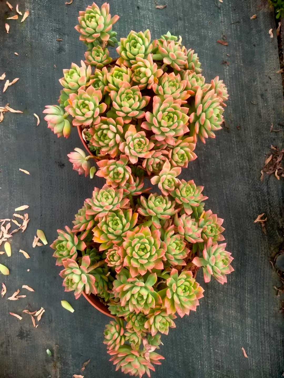 多肉植物 マーカス 9株セット 6号鉢 品番ZG00044