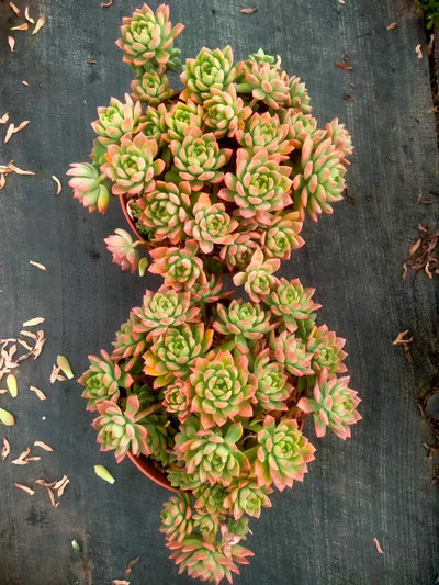 多肉植物 マーカス 9株セット 6号鉢 品番ZG00044