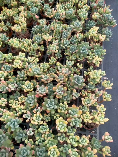 多肉植物 コウビジン 24株セット 4号鉢 品番ZG00037