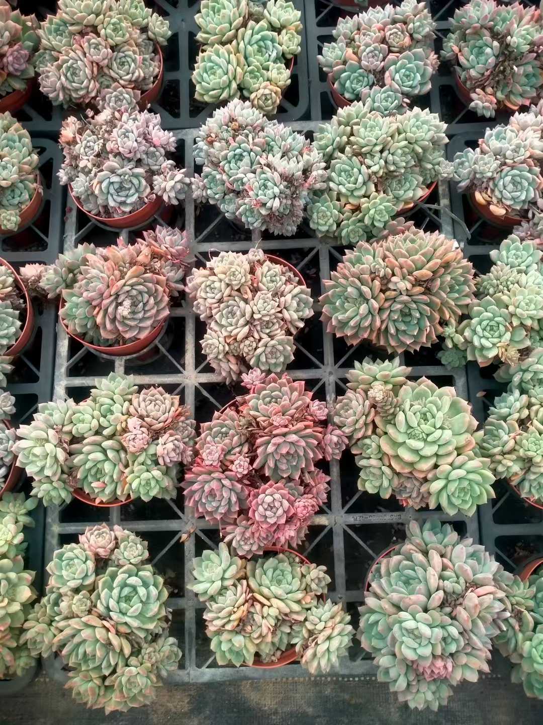 多肉植物 ソウカグン 24株セット 4号鉢 品番ZG00021