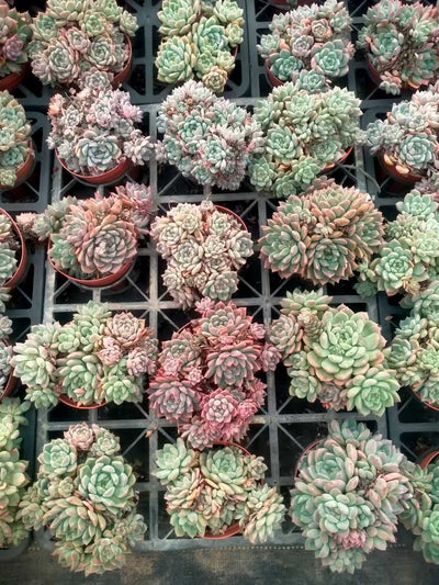 多肉植物 ソウカグン 24株セット 4号鉢 品番ZG00021