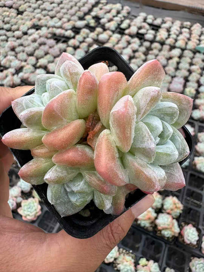 多肉植物 ひょうぎょくぐん 50株セット 2.5号鉢 品番AD00207