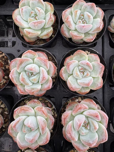 多肉植物 シュガーハートドリーム 50株セット 2号鉢 品番AD00013