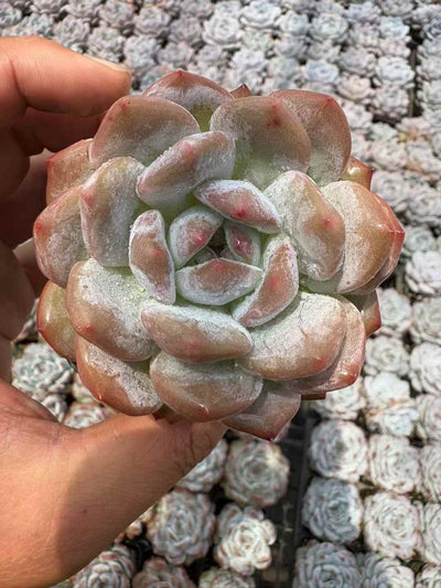 多肉植物 マリリンたんとう 50株セット 2.5号鉢 品番AD00208