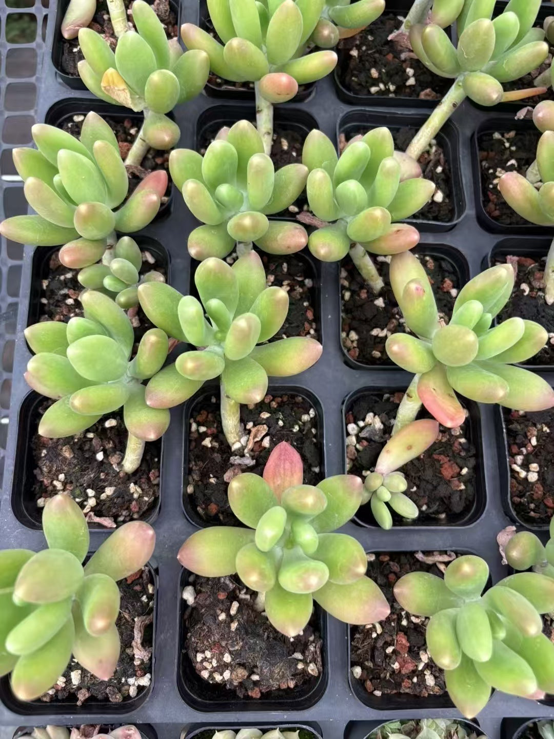 多肉植物 マンゴーミルク 50株セット 2.5号鉢 品番AD00088