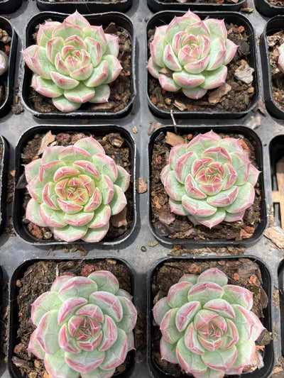 多肉植物 ゆきはなみつとう 50株セット 2.5号鉢 品番AD00166