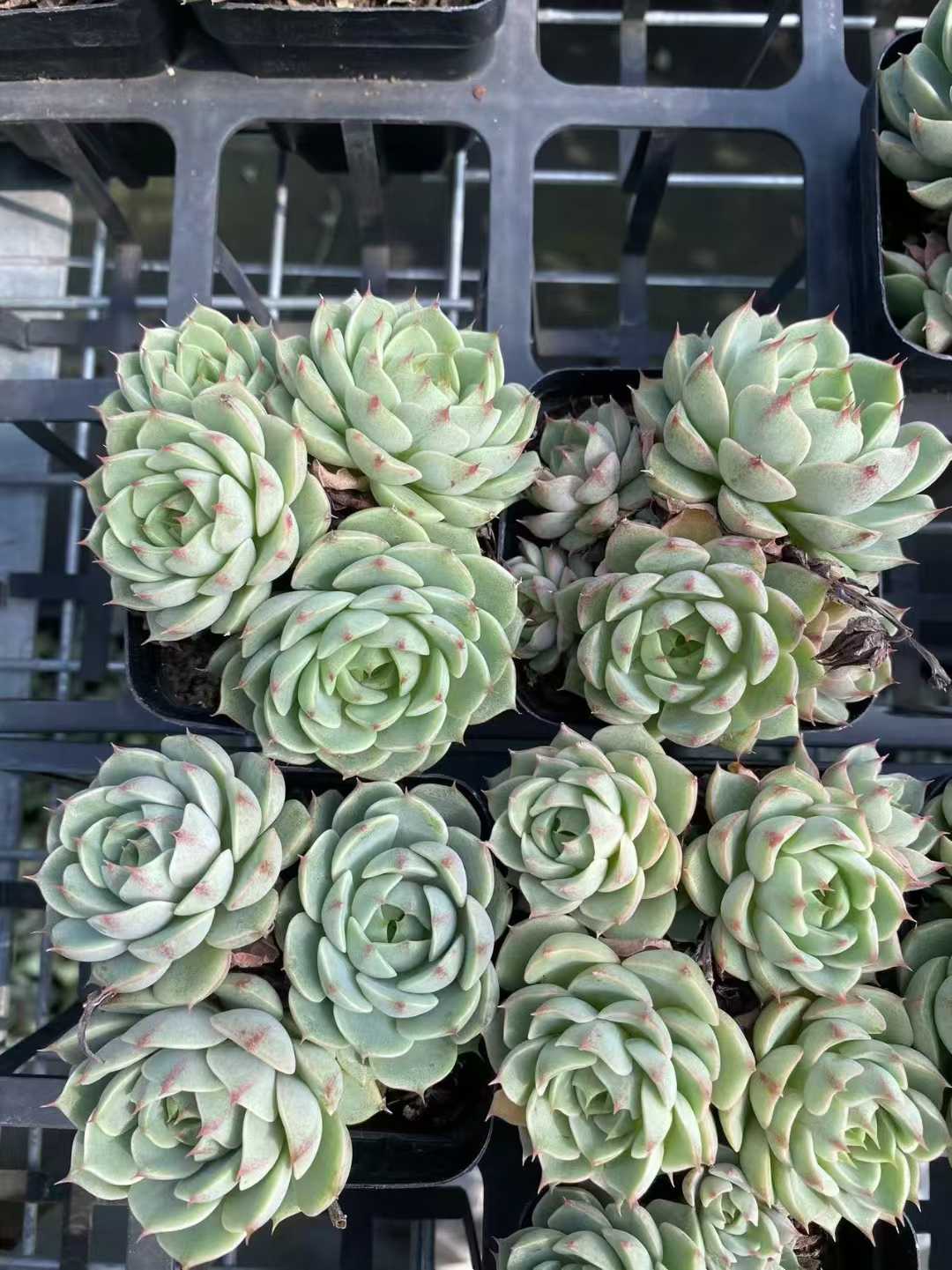 多肉植物 ベンバグン 54株セット 2.5号鉢 品番AF00032