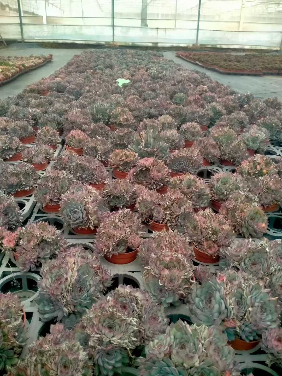 多肉植物 ハスドトウ 35株セット 3号鉢 品番ZG00055