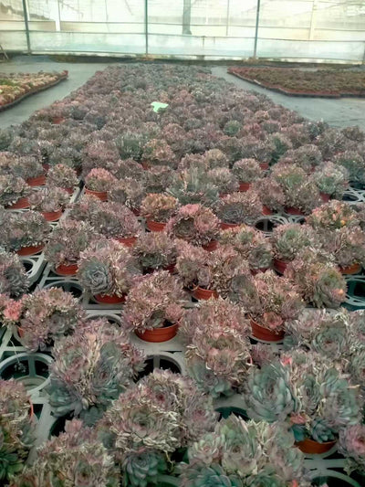 多肉植物 ハスドトウ 35株セット 3号鉢 品番ZG00055