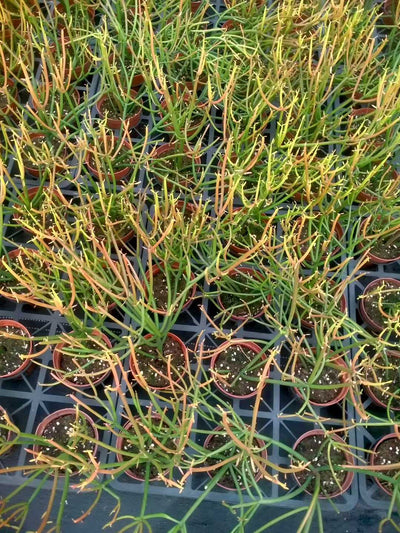 多肉植物 ベニサンゴセイショウ 24株セット 4号鉢 品番ZG00023