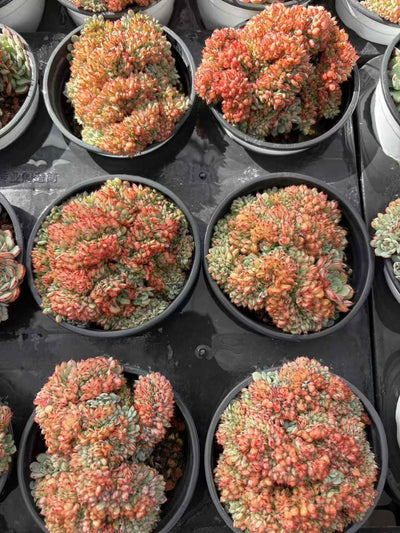多肉植物 キレンけい 18株セット 3号鉢 品番AD00221