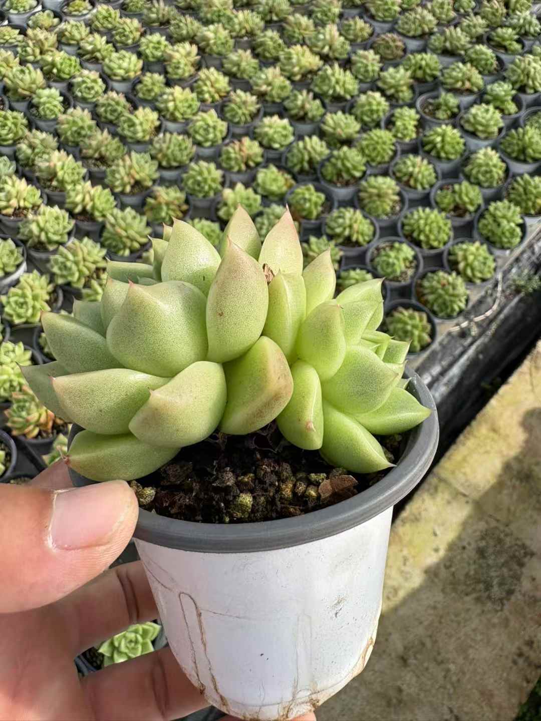 多肉植物 ひょうほうりゅう 18株セット 3号鉢 品番AD00224