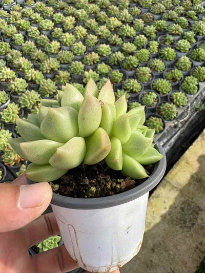 多肉植物 ひょうほうりゅう 18株セット 3号鉢 品番AD00224