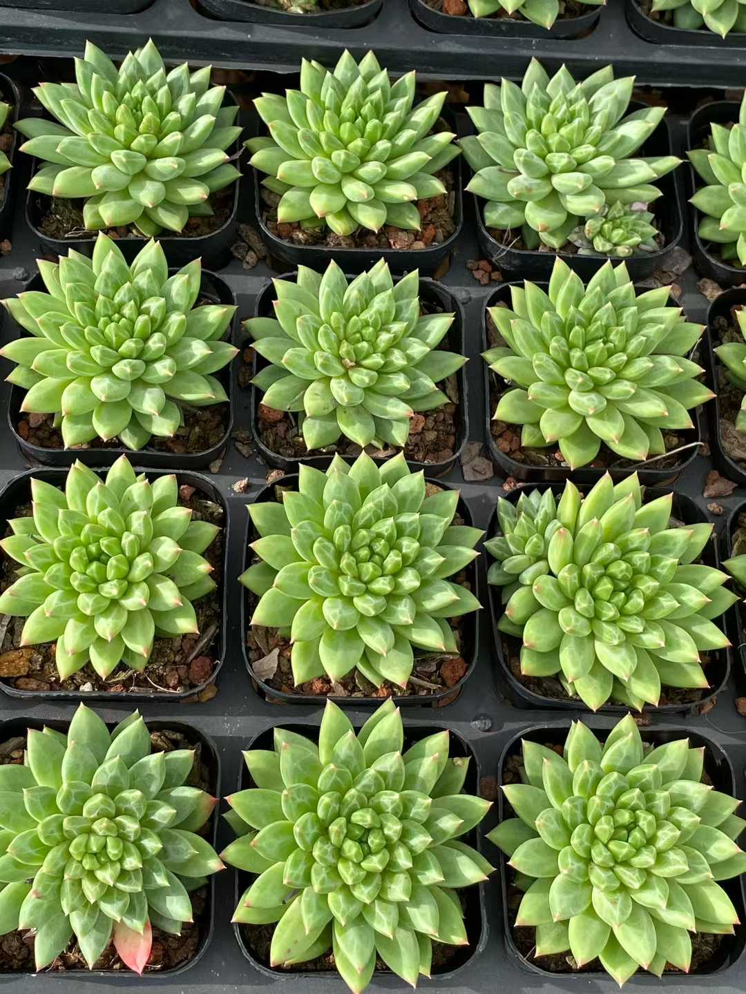 多肉植物 コウコツブン 50株セット 2.5号鉢 品番AA00127