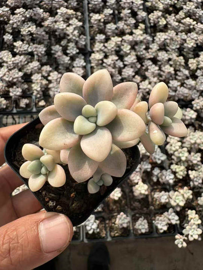 多肉植物 アランジン 50株セット 2.5号鉢 品番AD00042