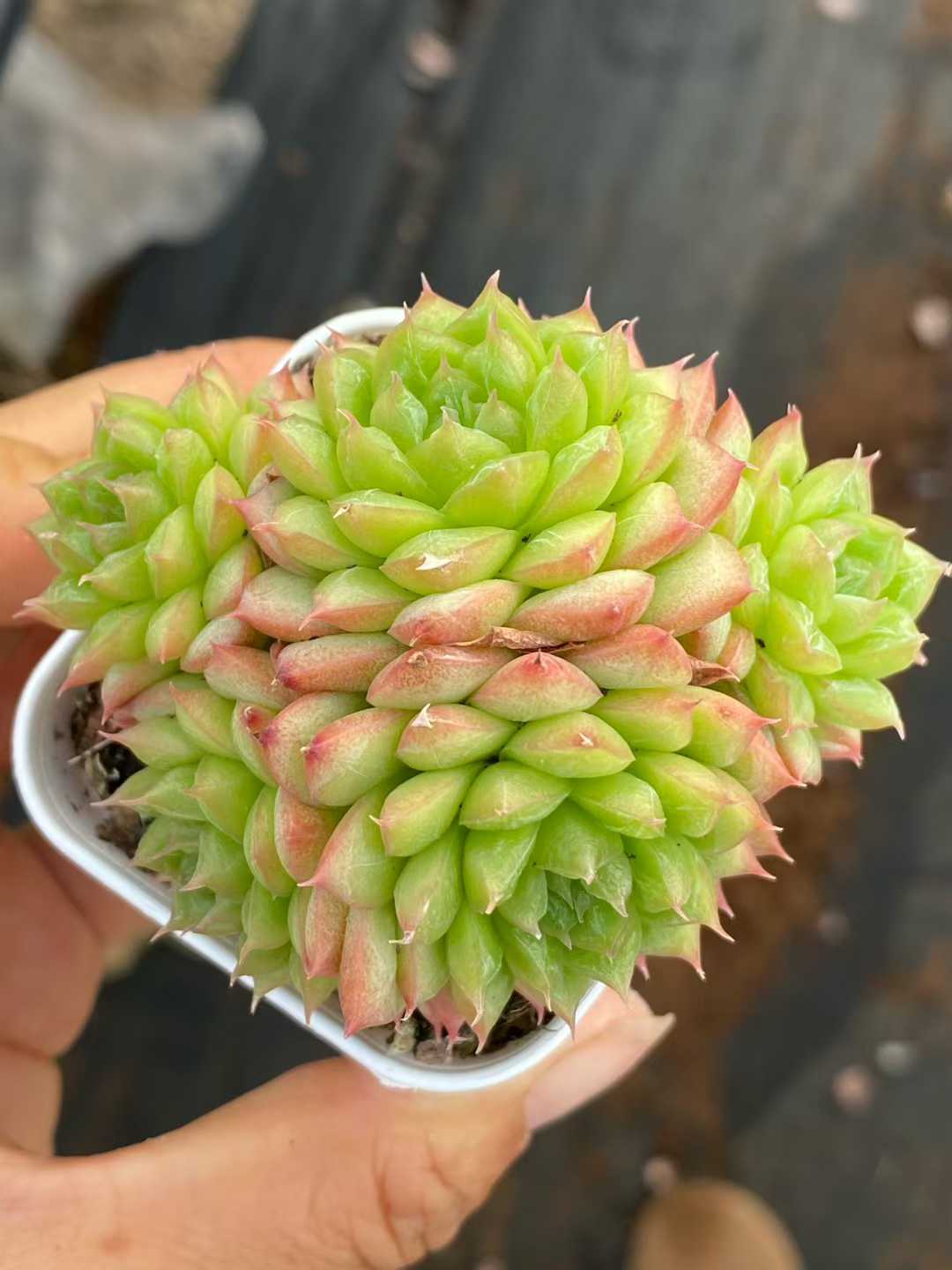 多肉植物 グリーンサブマリーナ 株セット 2.5号鉢 品番AA00167