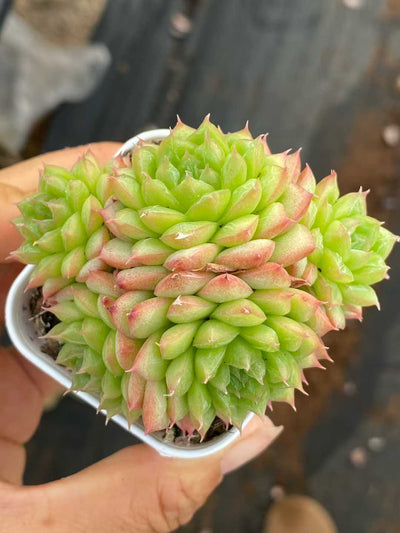 多肉植物 グリーンサブマリーナ 株セット 2.5号鉢 品番AA00167