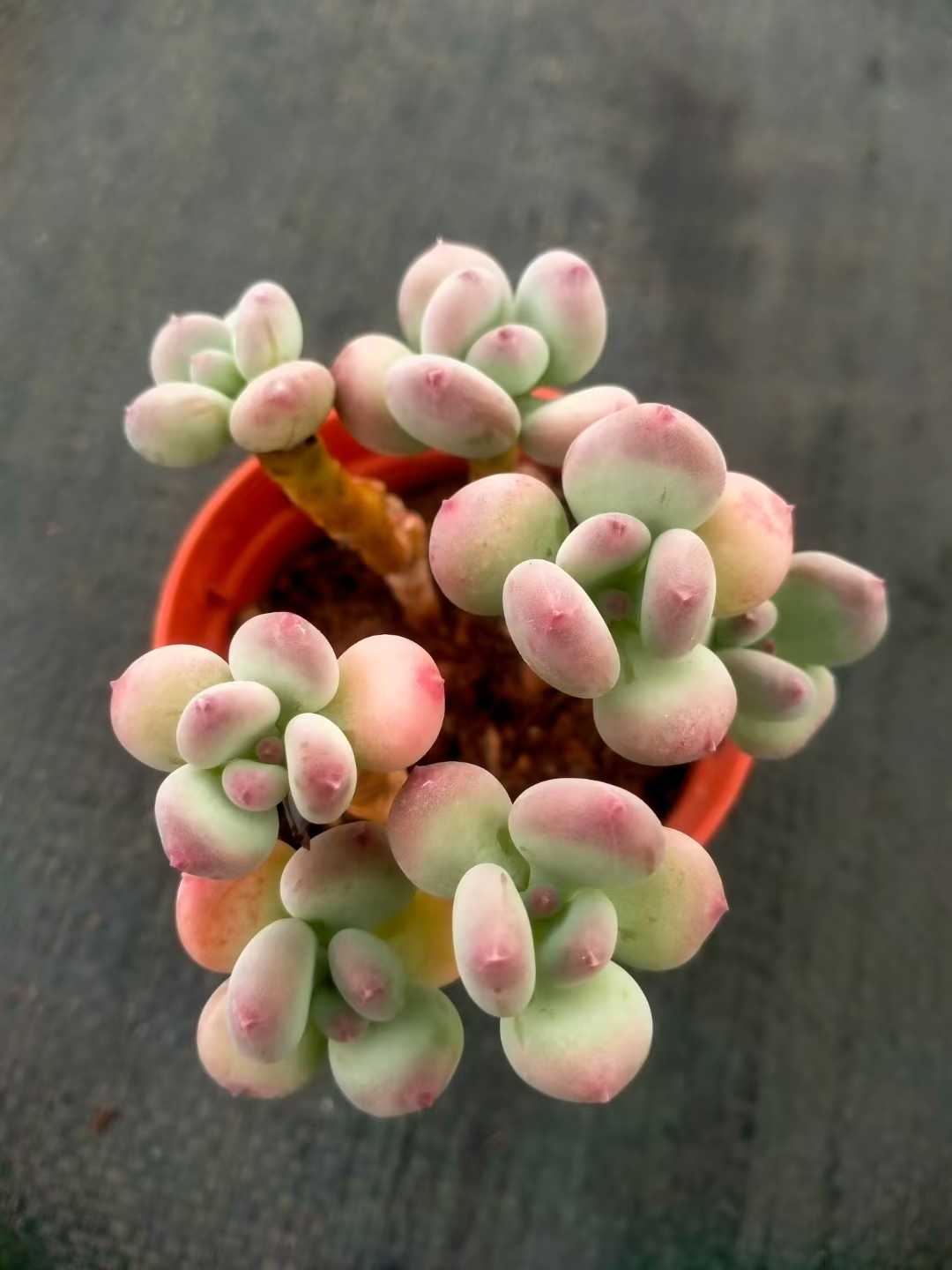 多肉植物 ショウロウショウミカヅキビジン 35株セット 3号鉢 品番ZG00048