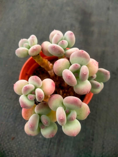 多肉植物 ショウロウショウミカヅキビジン 35株セット 3号鉢 品番ZG00048