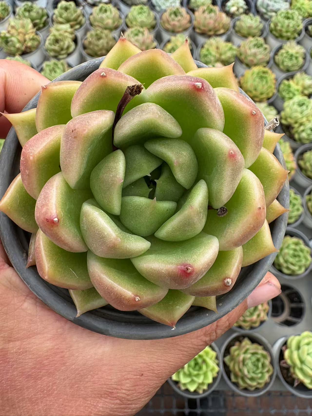 多肉植物 こおりしろ 36株セット 3号鉢 品番AD00134