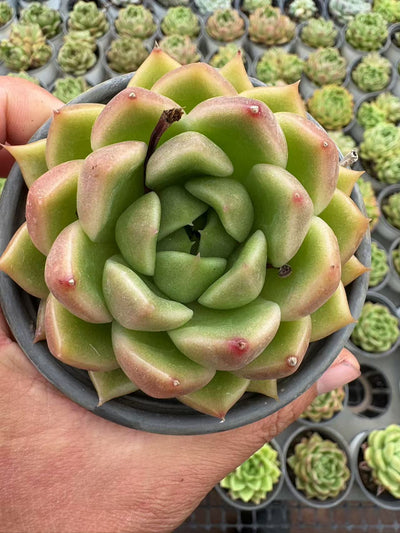 多肉植物 こおりしろ 36株セット 3号鉢 品番AD00134