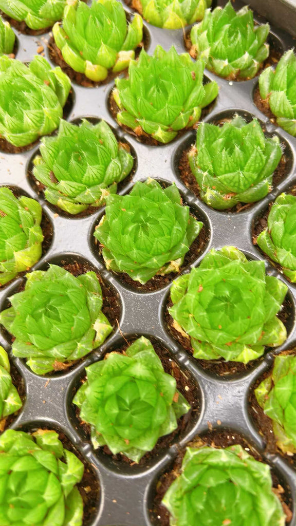 多肉植物 サクラクリスタル 105株セット 品番AH00025 – 花の