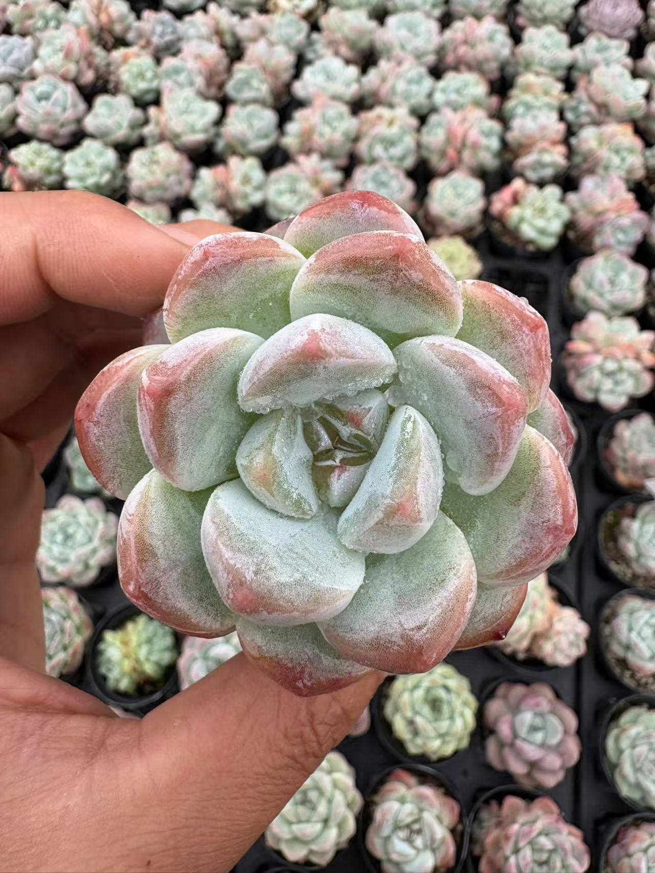 多肉植物 シュガーハートドリーム 50株セット 2号鉢 品番AD00013