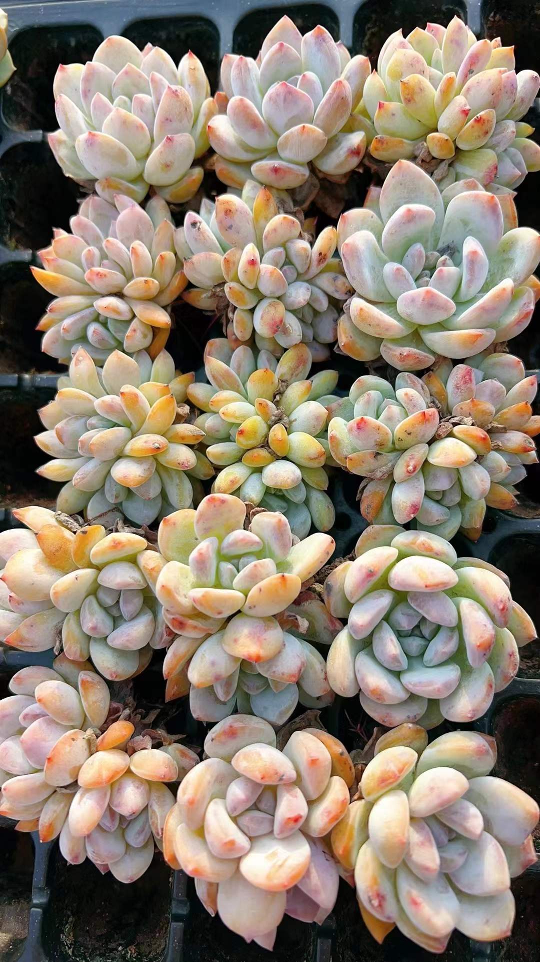 多肉植物 カンタン 105株セット 品番AH00016