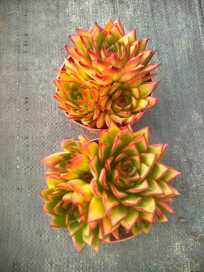 多肉植物 ジゼル 24株セット 4号鉢 品番ZG00078