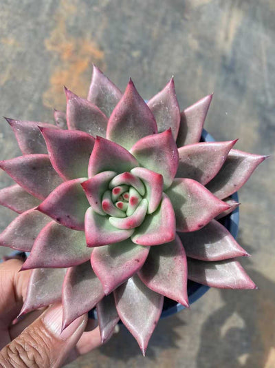 多肉植物 コウガン 24株セット 4号鉢 品番AF00042