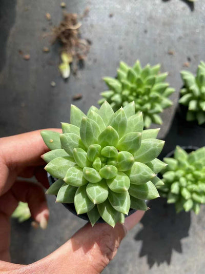 多肉植物 コッコツブン55シャープ 54株セット 2号鉢 品番AF00053