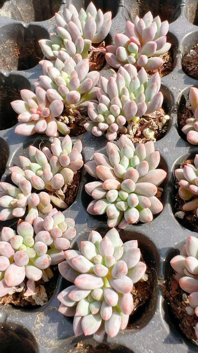 多肉植物 ドラセナウォーター 105株セット 品番AH00007