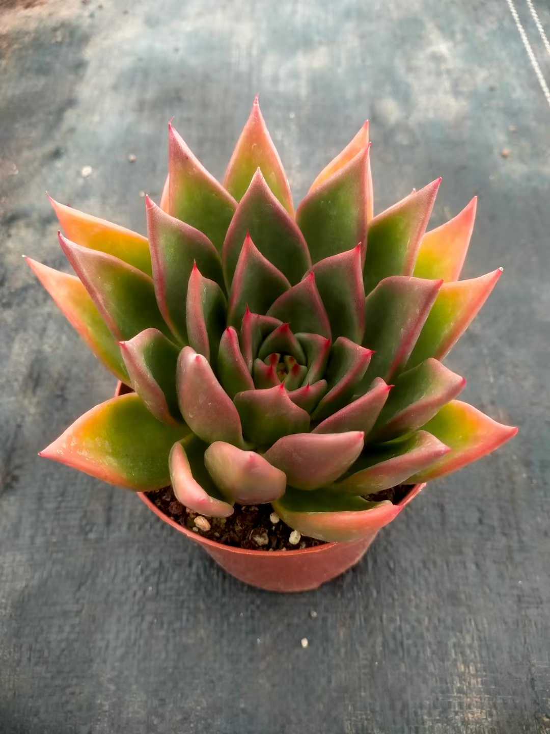 多肉植物 ショウシャキヘイ 24株セット 4号鉢 品番ZG00047