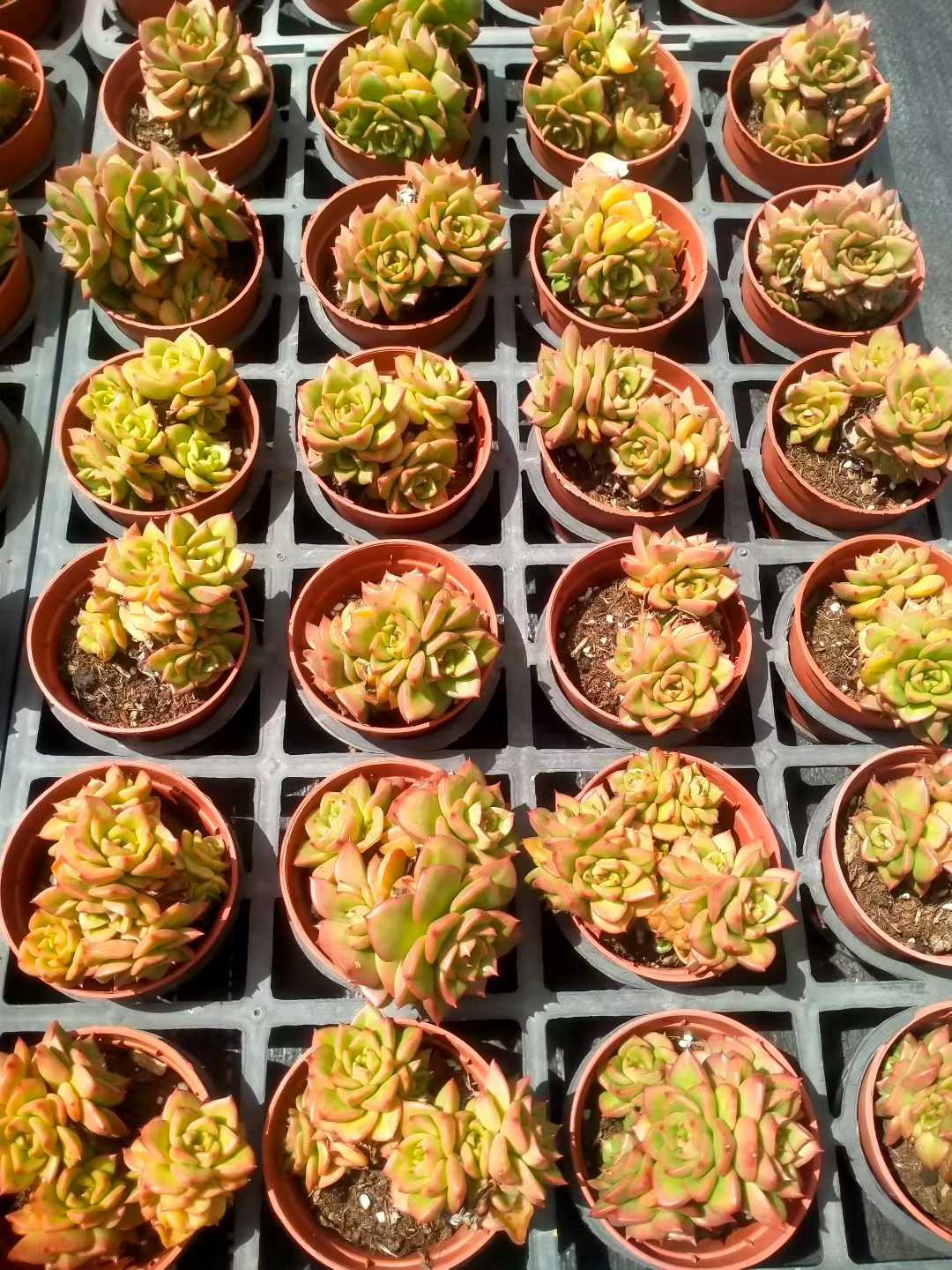 多肉植物 ラボタン 35株セット 3号鉢 品番ZG00013