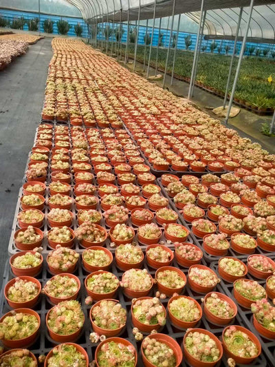 多肉植物 イチゴマキマキ 35株セット 3号鉢 品番ZG00009