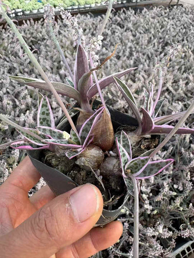 多肉植物 ゆでんひゃっか 50株セット 2.5号鉢 品番AD00117