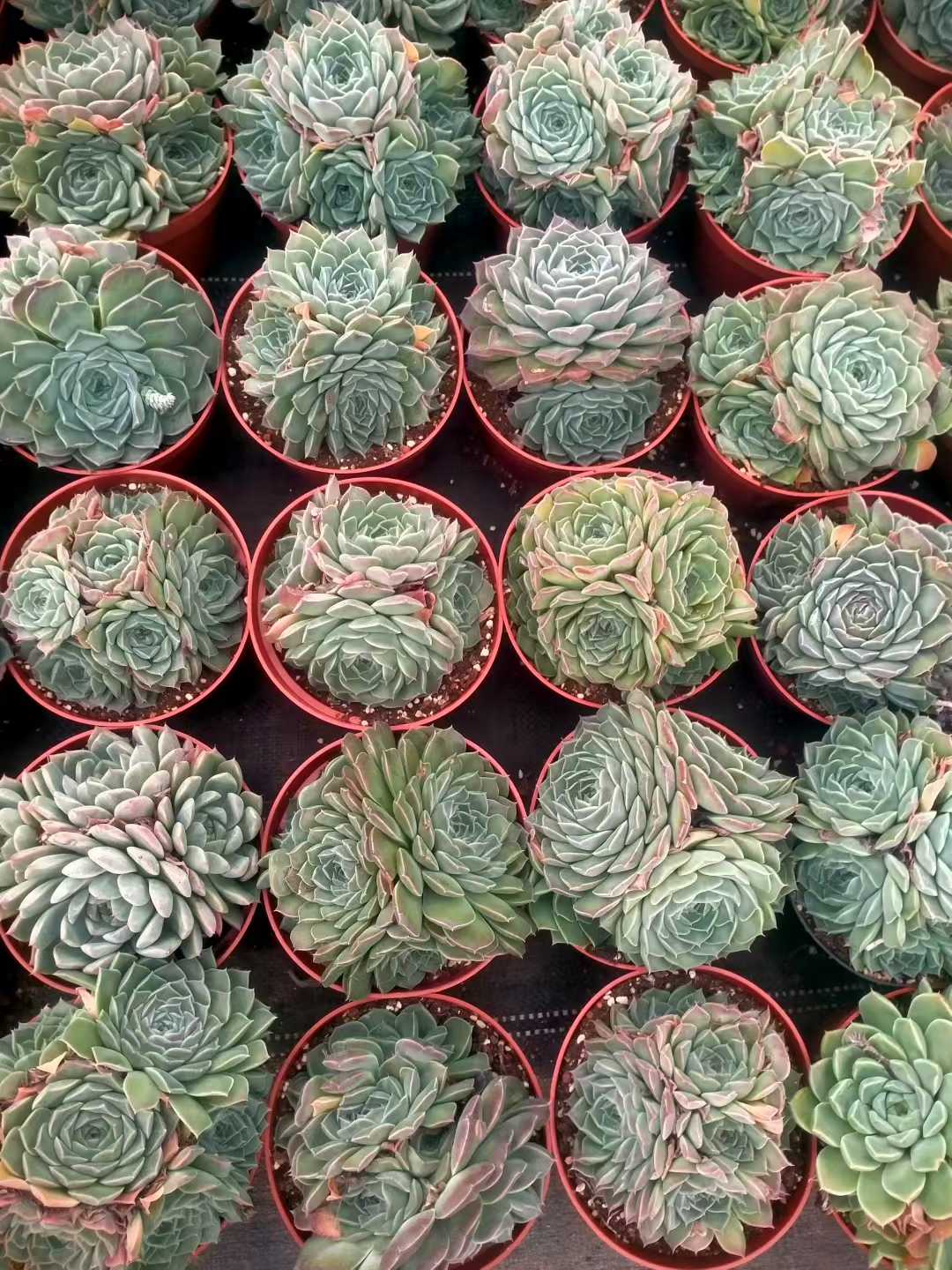 多肉植物 ハイリナ 12株セット 5号鉢 品番ZG00064