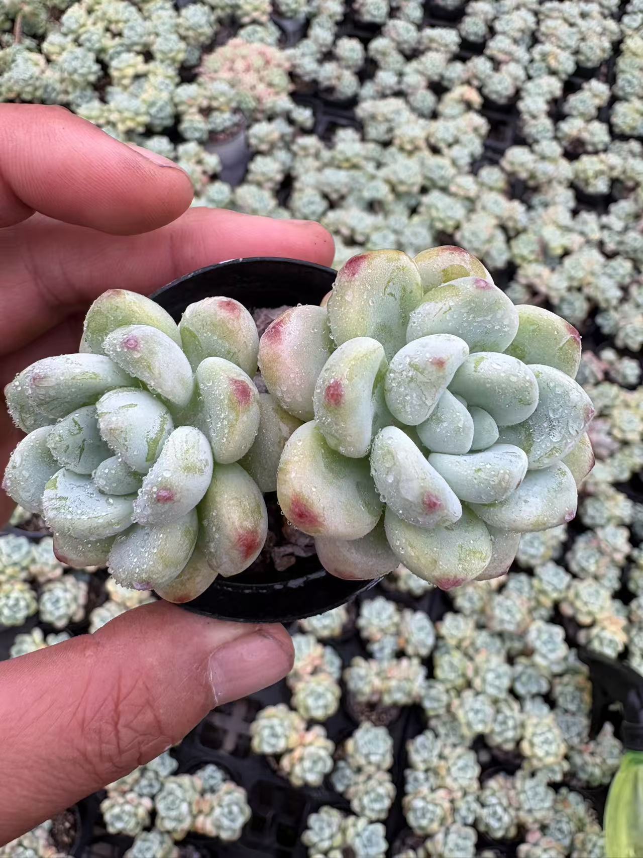 多肉植物 ロキ 50株セット 2号鉢 品番AD00011
