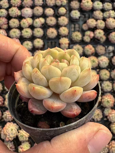 多肉植物 アップルビネガー 50株セット 2号鉢 品番AD00006