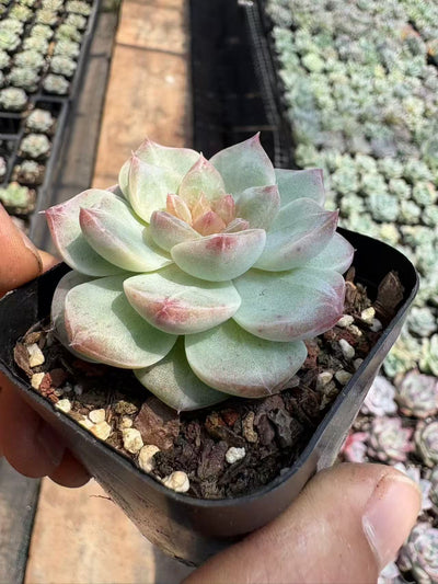 多肉植物 あねもね 50株セット 2.5号鉢 品番AD00103