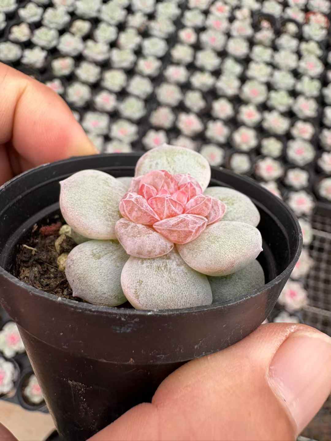 多肉植物 りかぼう 50株セット 2号鉢 品番AD00168