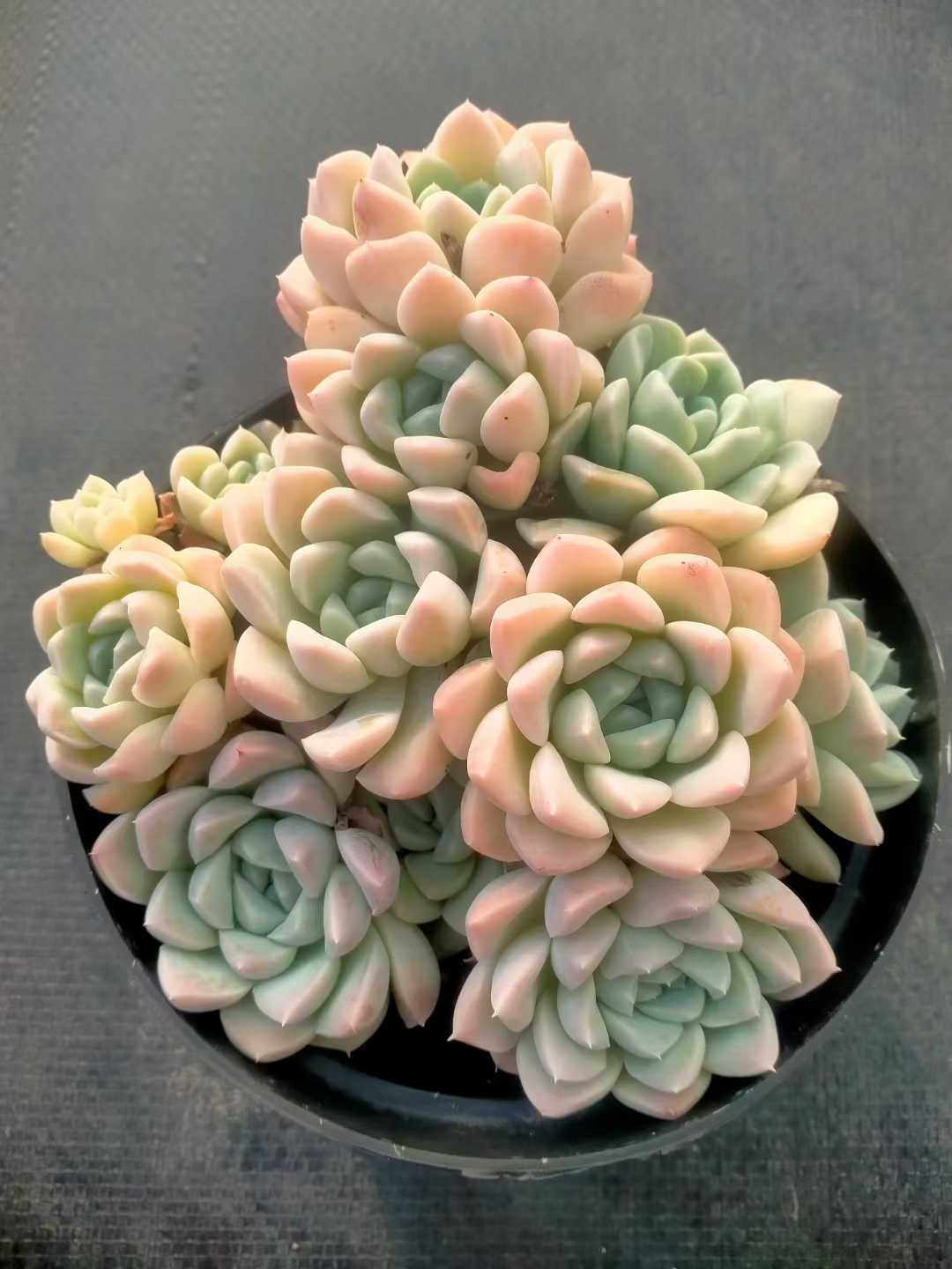 多肉植物 ナイユウビジン 12株セット 5号鉢 品番ZG00069