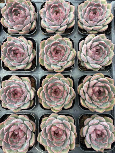 多肉植物 ブルーベリー 50株セット 2.5号鉢 品番AD00204