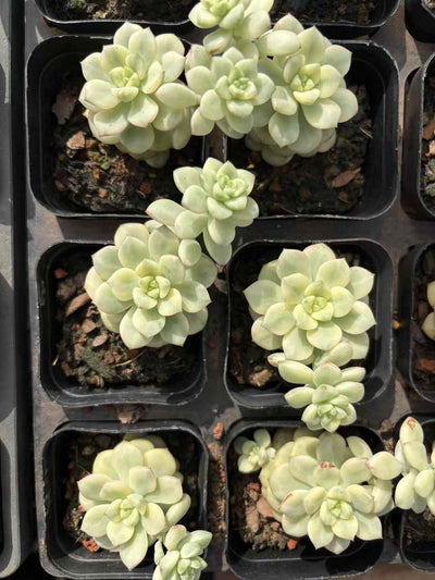 多肉植物 タンゴにしき 50株セット 2.5号鉢 品番AD00043