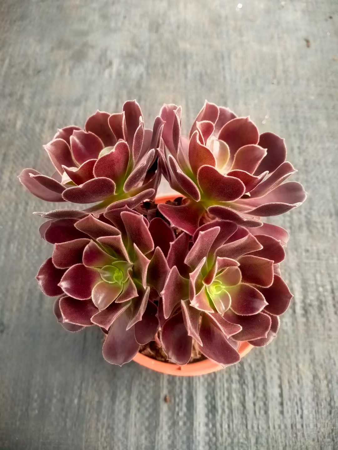 多肉植物 シヨウジョウ 24株セット 4号鉢 品番ZG00006