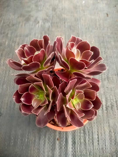 多肉植物 シヨウジョウ 24株セット 4号鉢 品番ZG00006