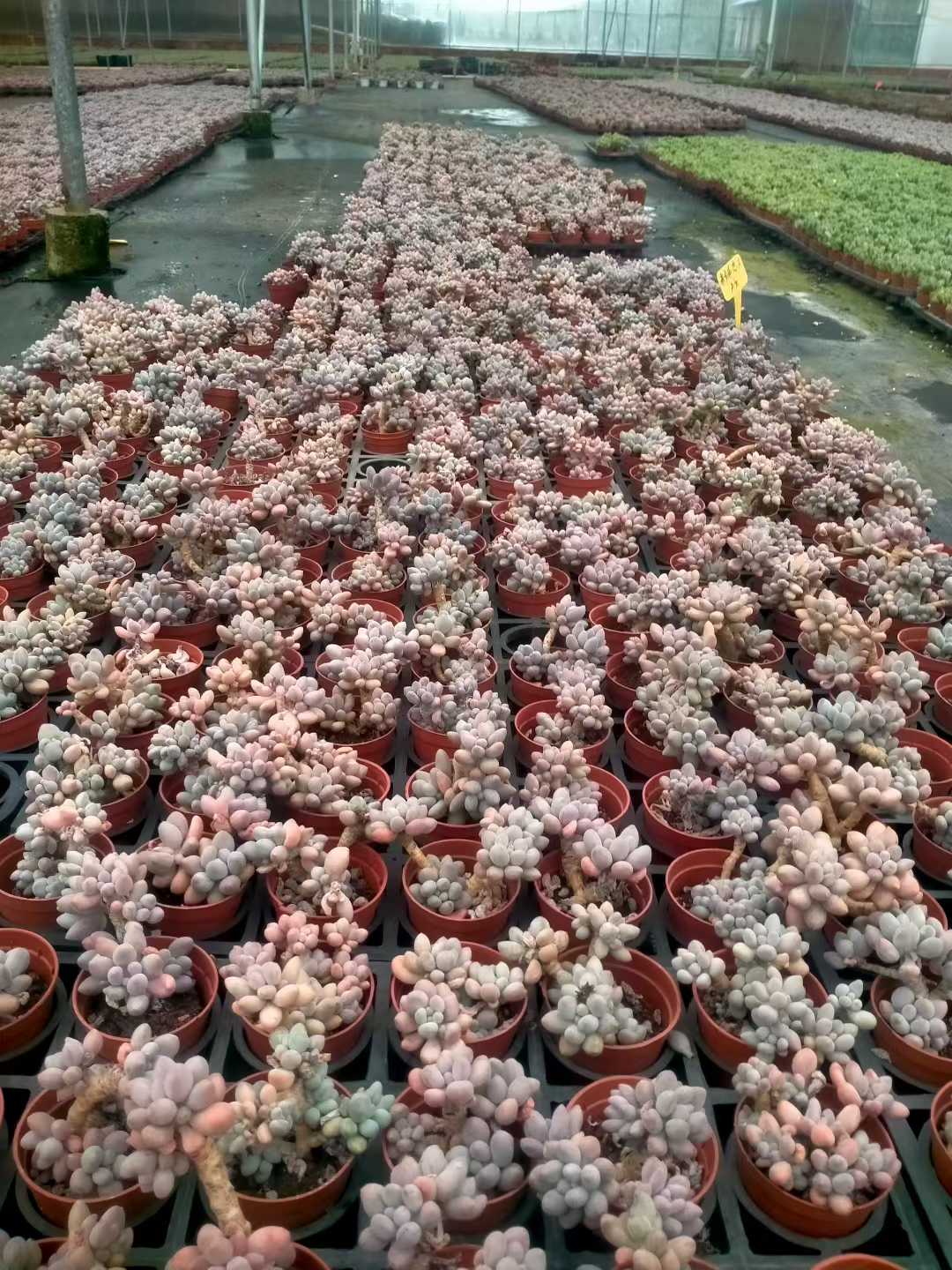 多肉植物 ピンクラバー 35株セット 3号鉢 品番ZG00066