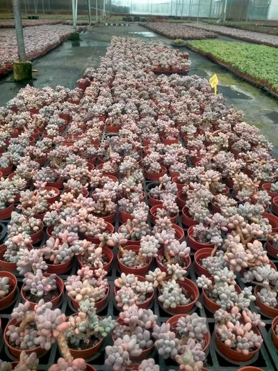 多肉植物 ピンクラバー 35株セット 3号鉢 品番ZG00066