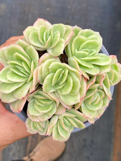 多肉植物 アイスローズ 18株セット 3号鉢 品番AA00159